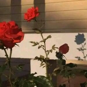 Img 20240119 Wa0014