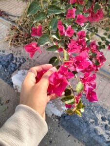 Img 20240601 Wa0005