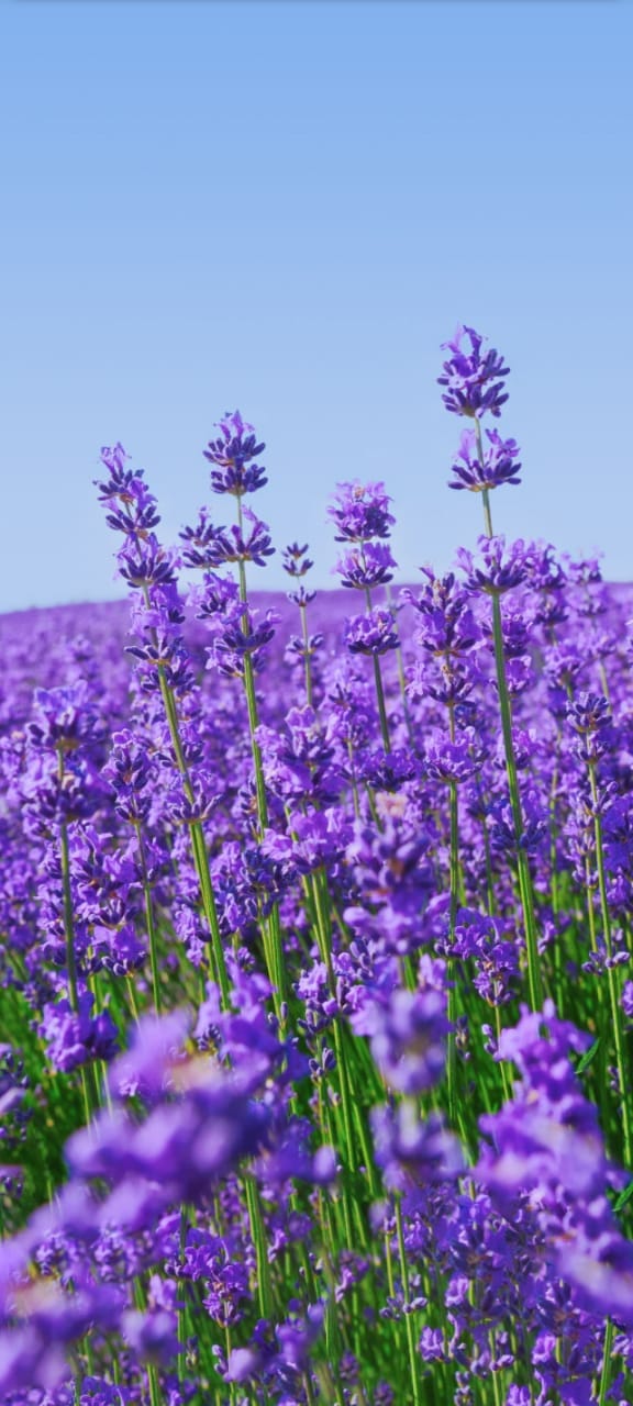 Img 20241104 Wa0131