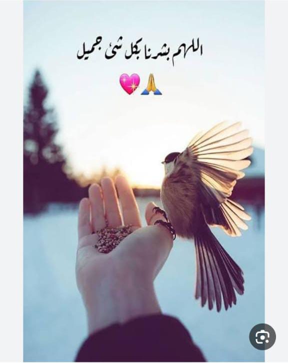 Img 20250317 Wa0041