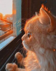 Img 20250424 Wa0137