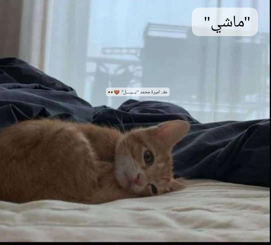 Img 20250427 Wa0196
